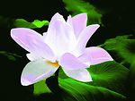 荷花意境