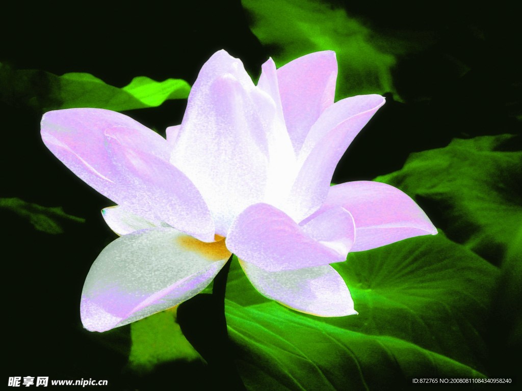 荷花意境