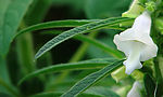 芝麻花