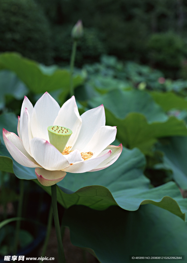 白荷