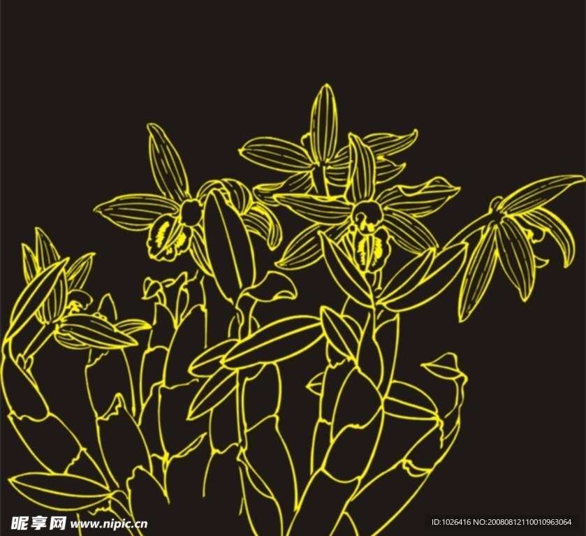 蝴蝶兰