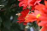 花与蜂