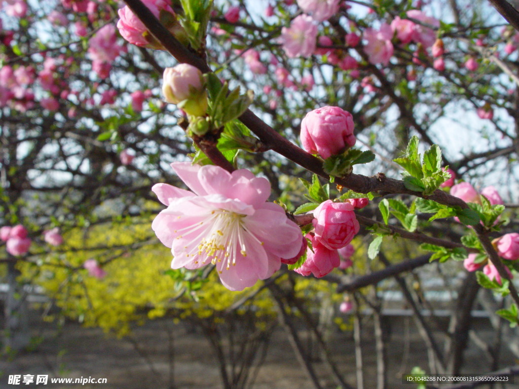 桃花