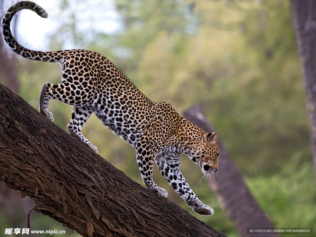 肯尼亚山布鲁国家保护区中的非洲豹