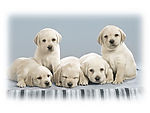 拉布拉多犬