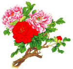牡丹