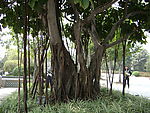 榕树