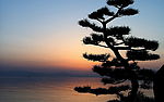 黄昏松树