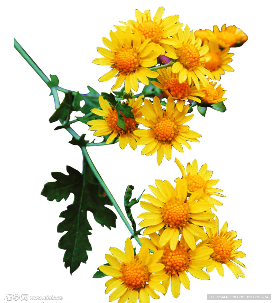 野菊花