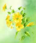 艳丽花纹