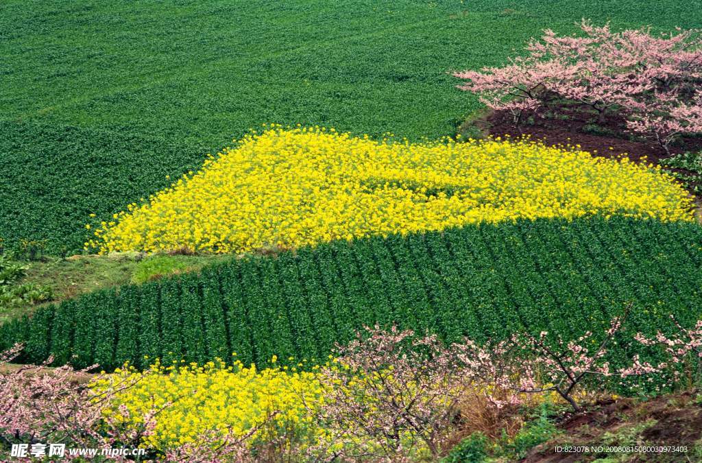 田地  黄花