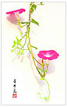 牵牛花