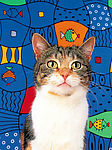 宠物猫