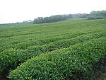 茶叶基地