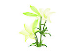 百合花