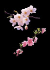 分层梅花图