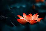 红莲花