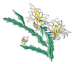 国画 花卉