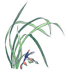 国画 花卉 兰
