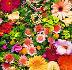 花草