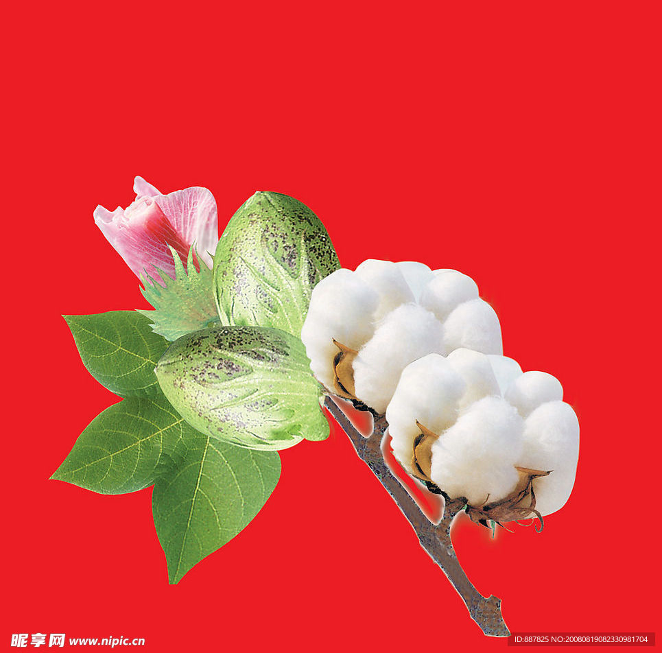 棉花