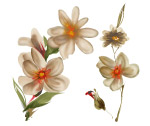 艳丽花纹