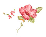 艳丽花纹