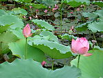 洪湖公园荷花