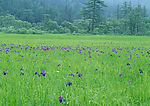 树  草  花