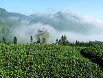 茶山