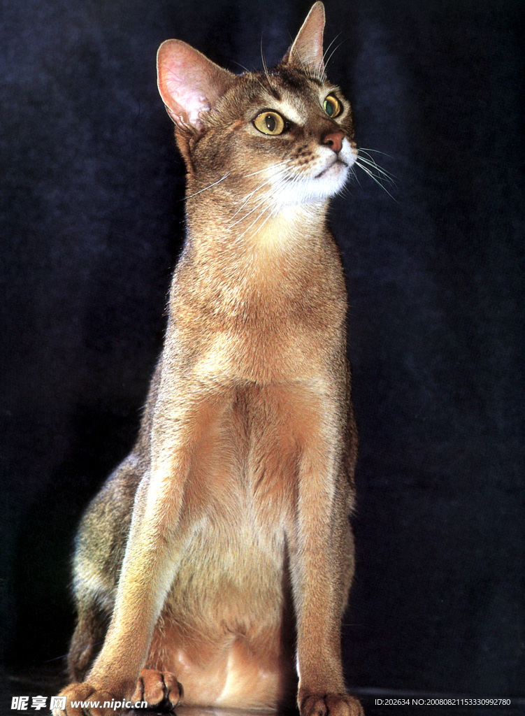 一只猫