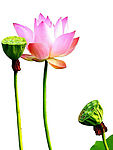 莲花