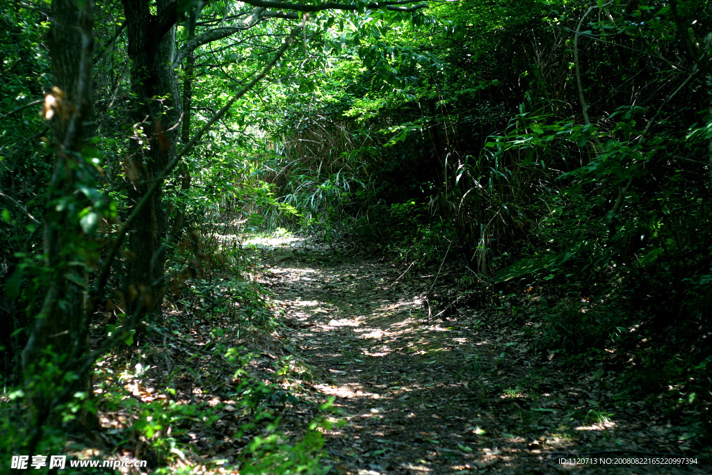 林中小路