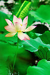 年年夏荷