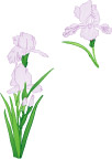鸢尾花