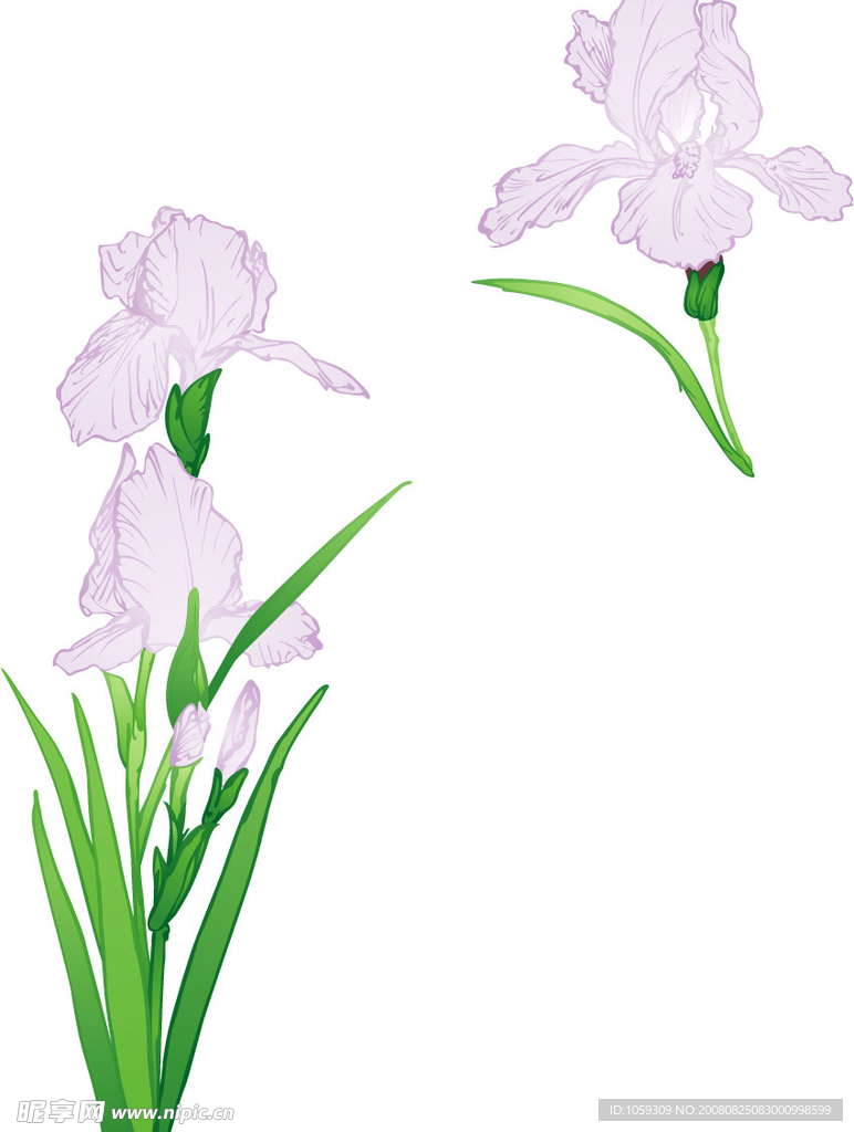 鸢尾花