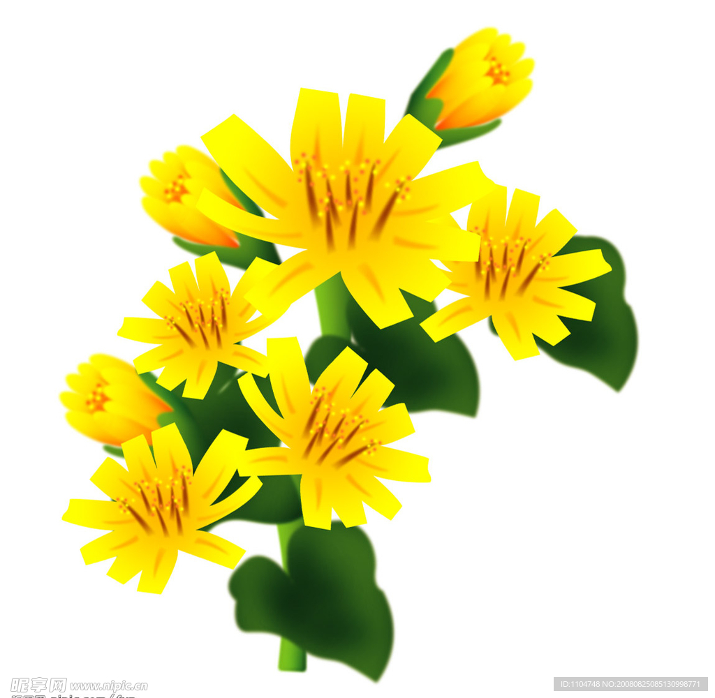 菊花