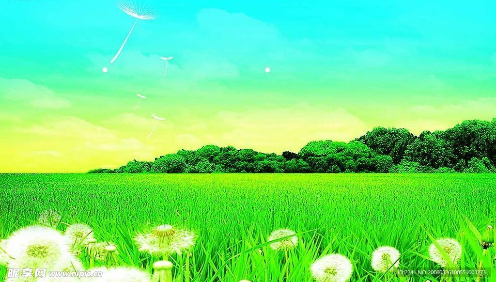 蒲公英草地