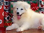 爱犬白雪公主
