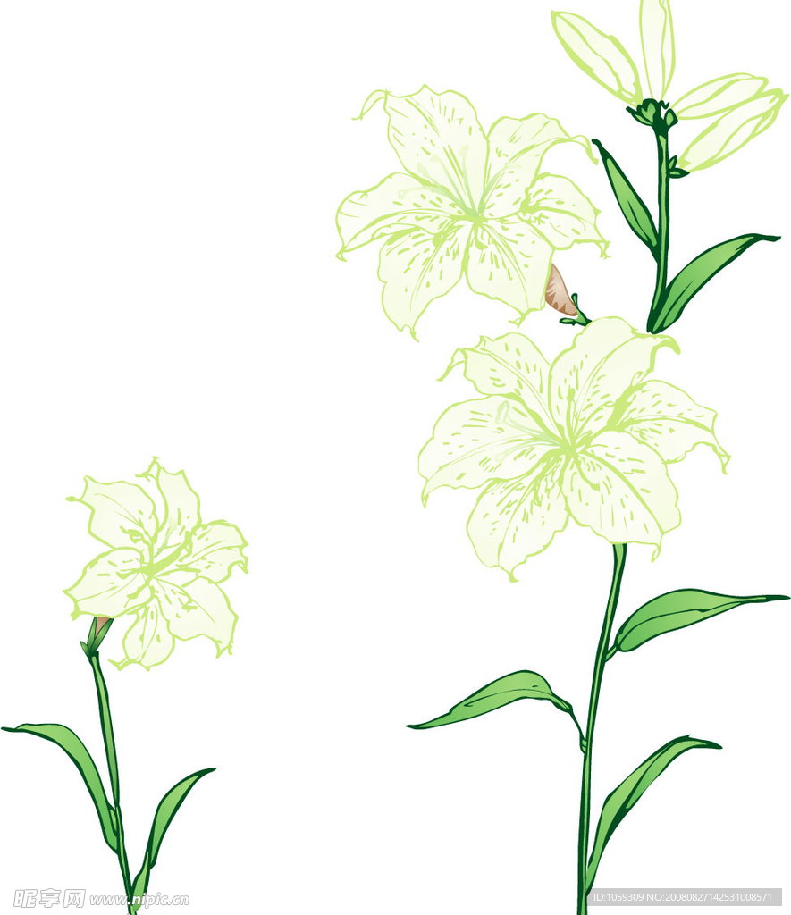 百合