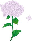 绣珠花