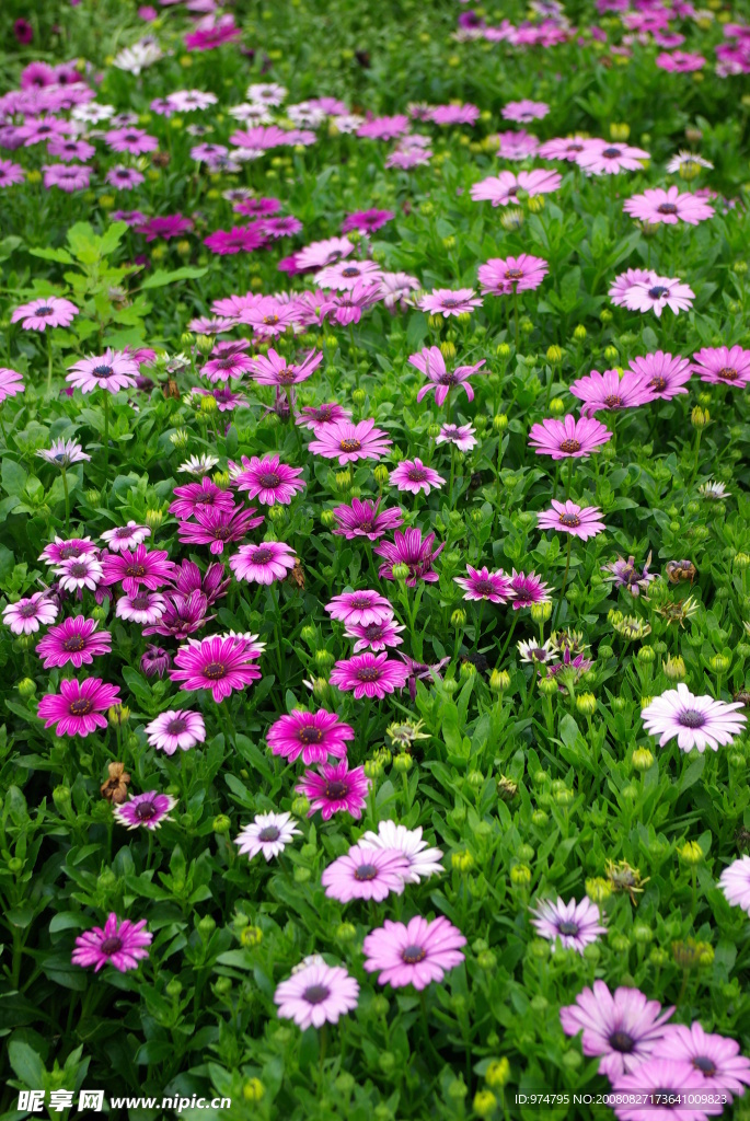 粉红野菊花