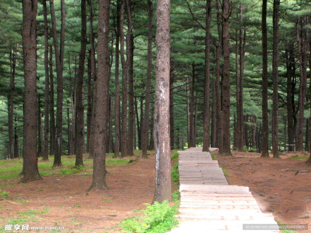 丹东黄椅山松林