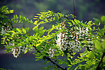 槐树花