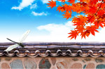 墙与树叶