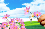 手中的花