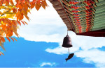 天空和树叶