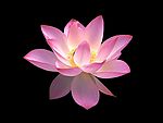 出水芙蓉