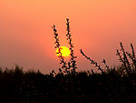 丛林夕阳