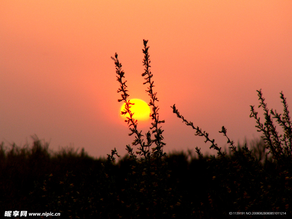 丛林夕阳